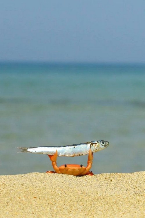 Лучшие мемы про маленького крабика с рыбкой в клешнях (10 фото)