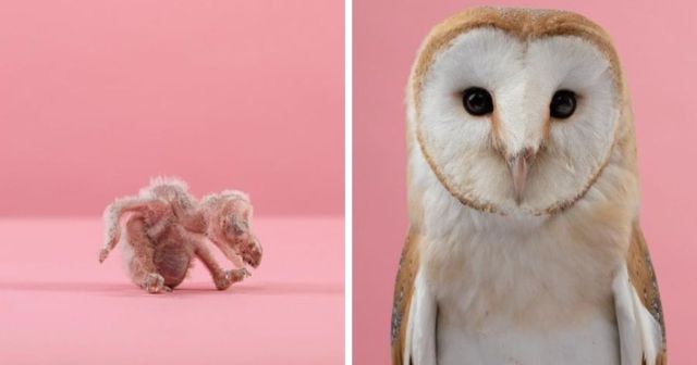 Фотопроект Джерарда Геттингса: как животные преображаются с момента их появления на свет