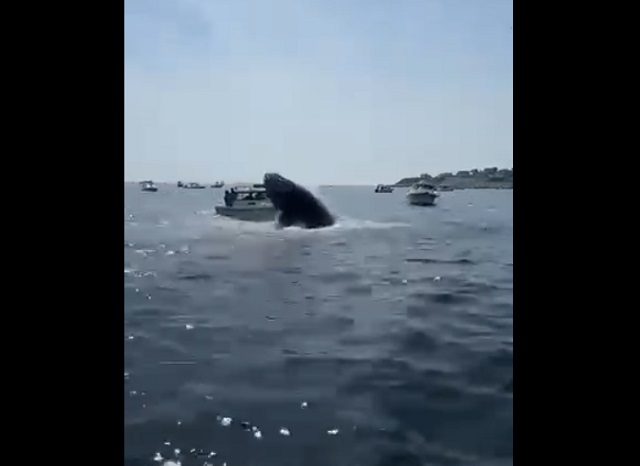 горбатый кит чуть не потопил лодку
