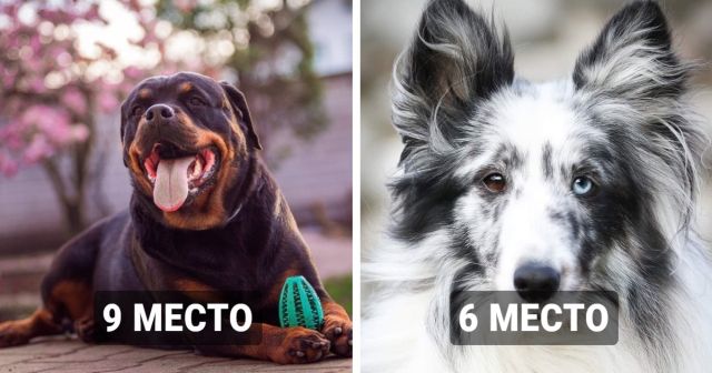 Самые умные породы собак