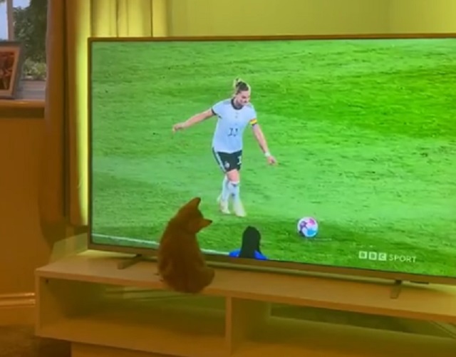 котенок у телевизора