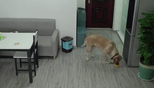 пес украл еду