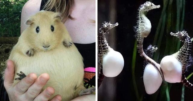 Очаровательные пухляши: забавные и милые снимки беременных животных