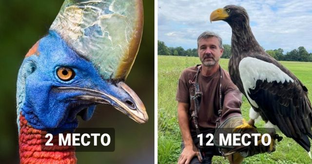 ТОП-17 самых больших и тяжелых птиц на планете