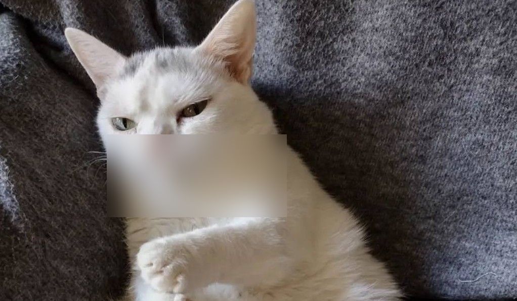 Недовольная кошка Виджет стала героем мемов и соцсетей (3 фото)