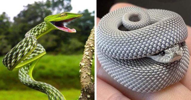 Змеи - шипящие симпатяги и отличные питомцы