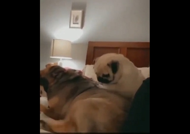 собаки на кровати