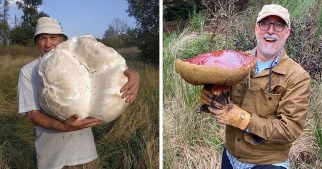 Радость грибника: люди отправились по грибы, а нашли настоящие грибные сокровища