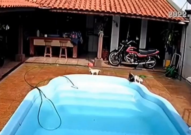 собаки у бассейна