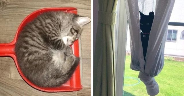 Пушистая подборка: забавные коты, которые отдыхают в неожиданных местах