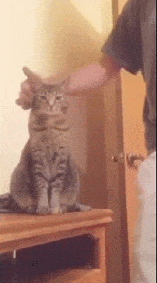 1667898598_19.gif