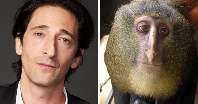 Забавные сравнения знаменитостей с их двойниками из мира животных