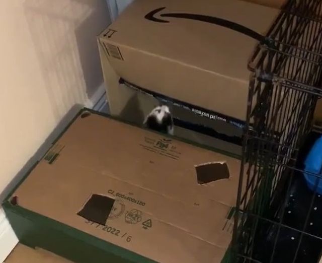 котята в коробке