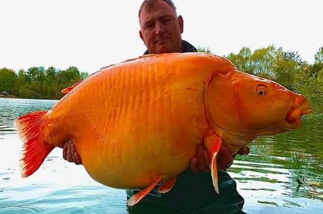 Британский рыбак выловил одну из крупнейших в мире золотых рыбок