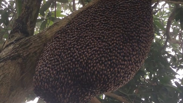 Как выглядит защита пчелиного улья от ос