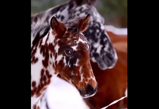 Кнабструппер - необычная порода лошадей из Дании