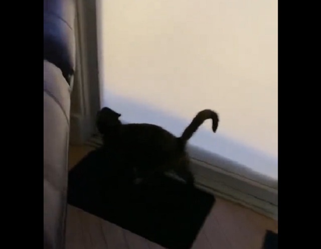 кот у окна