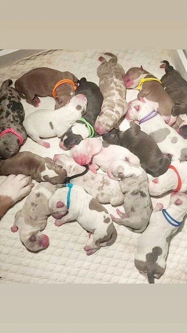 собака родила сразу 17 щенков