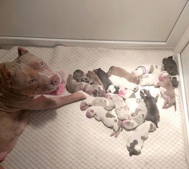 Мать-героиня из Екатеринбурга: собака родила сразу 17 щенков (5 фото)