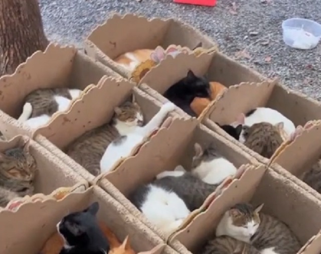 коты в коробках