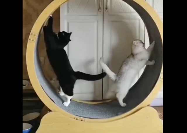 коты в колесе