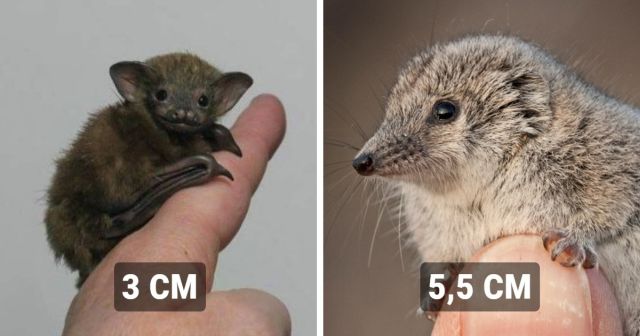 Объясните вашу маленькость: подборка самых крошечных животных в мире