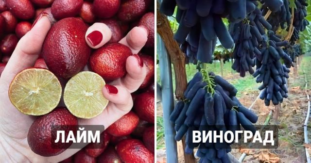 Необычные сорта знакомых нам фруктов и овощей