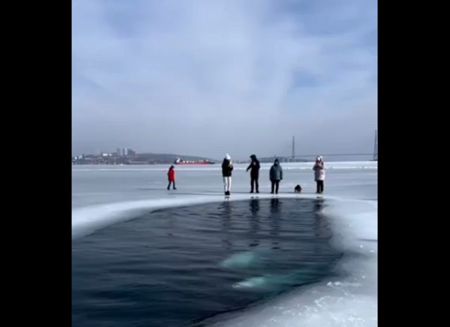 Бесплатный океанариум во Владивостоке