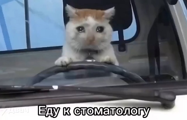 кот за рулем