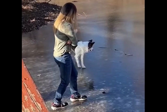 собака на льду