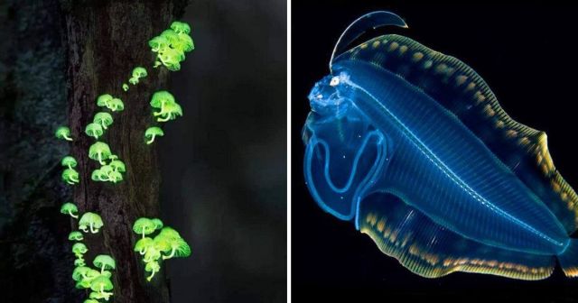 Удивительные создания, которые могут светиться в темноте