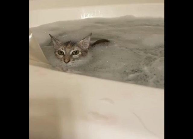 кот в ванной