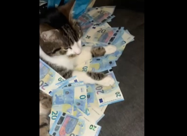 кот лежит на деньгах