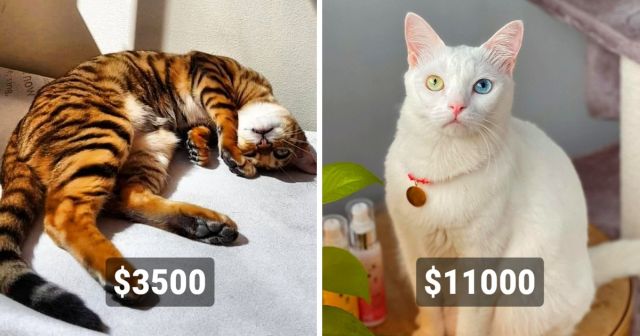 Пушистое богатство: самые дорогостоящие породы кошек