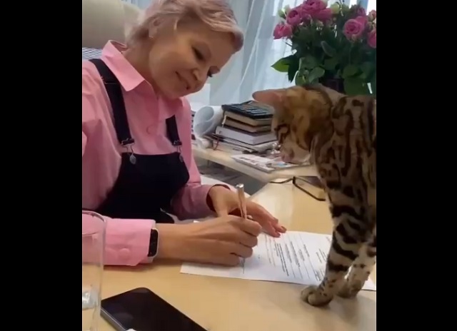 В Барнауле кошку официально трудоустроил