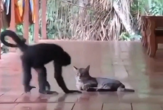 обезьяна и кот