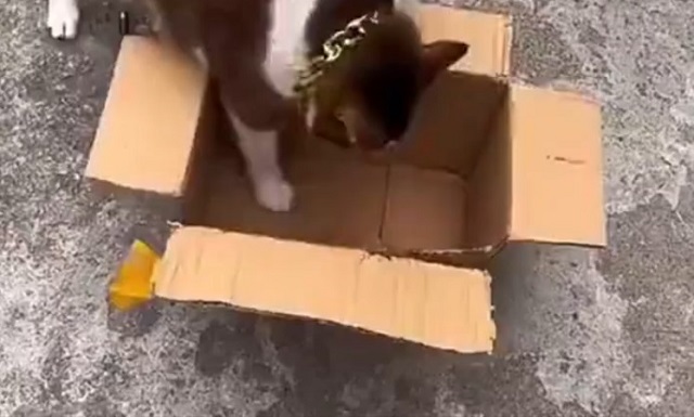 кот лезет в коробку