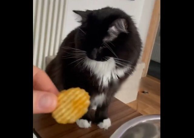 кот ест чипсы