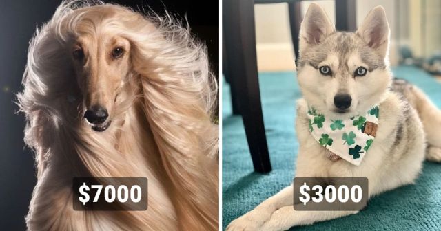 "Дорогие товарищи": самые дорогостоящие породы собак