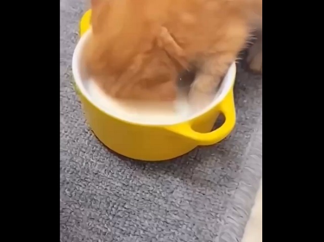 котенок ест