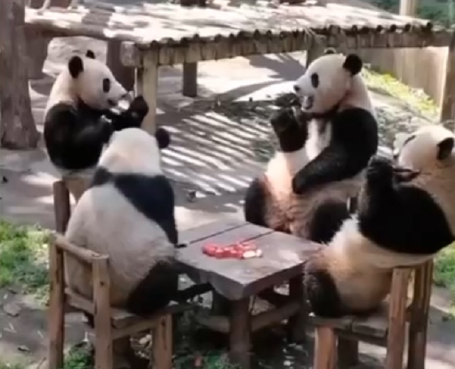 панды