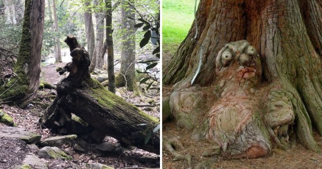 "Сказочный и мрачный лес": необычные деревья, которые напугали и удивили людей