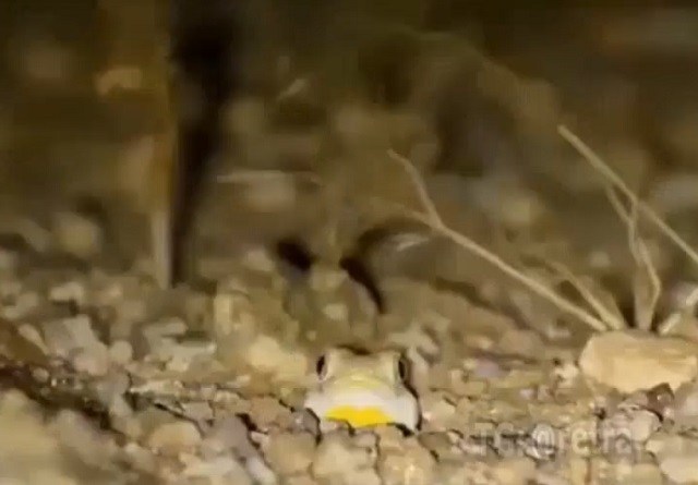 толстохвостый геккон
