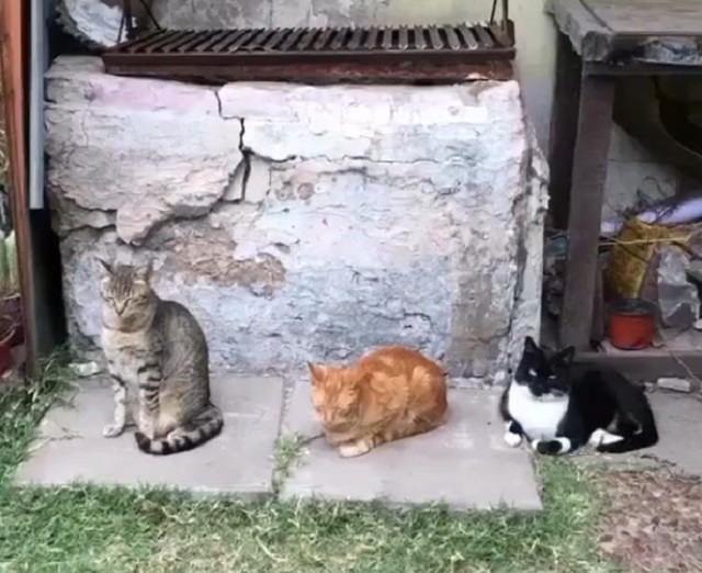 коты