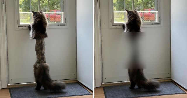 Побритый кот стал героем фотошоп-баттла в Сети