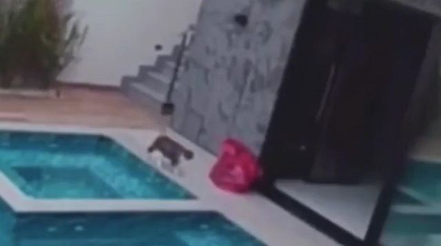 кот у бассейна