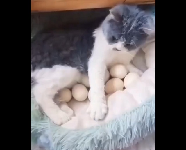 Кошка высидела яйца
