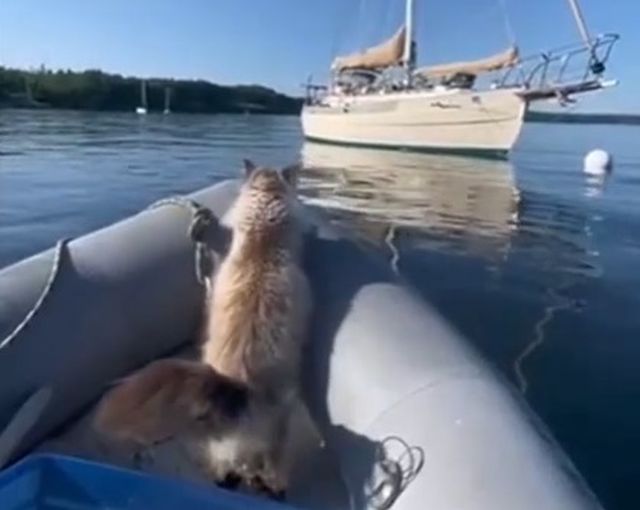 кот на лодке