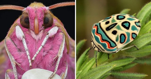 "Показ мод": насекомые с самой яркой и экзотической внешностью