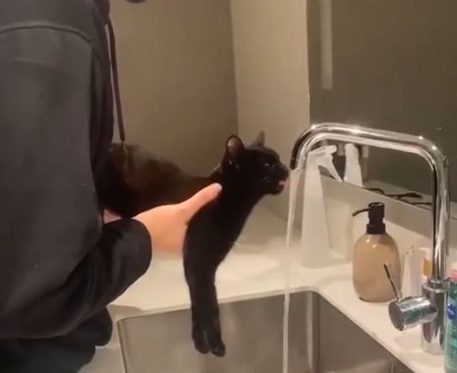 кот пьет воду
